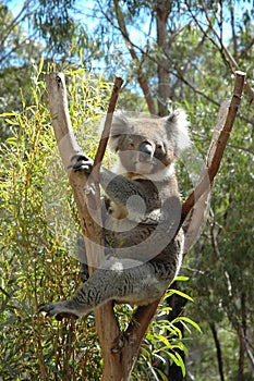 Koala.