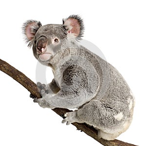 Koala photo