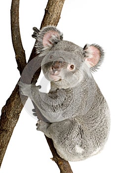 Koala photo