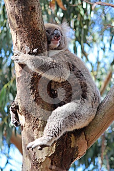 Koala