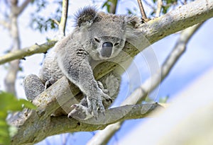 Koala