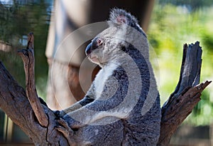 Koala