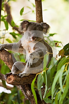 Koala