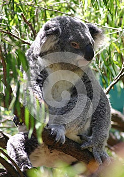 Koala