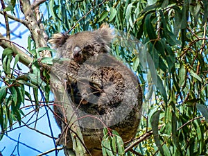 Koala