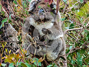 Koala