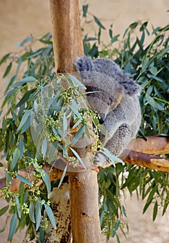 Koala