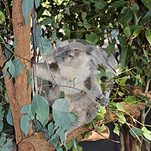 Koala