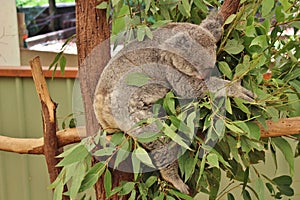 Koala