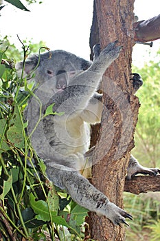 Koala