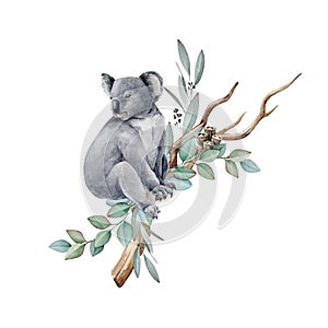 Koala animal watercolor illustration. Grey wild australia endemic furry bear with eucalyptus leaves. Cute koala bear on photo