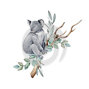 Koala animal watercolor illustration. Grey wild australia endemic furry bear with eucalyptus leaves. Cute koala bear on