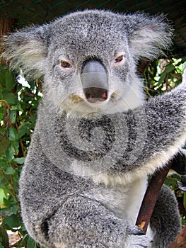 Koala in Australia