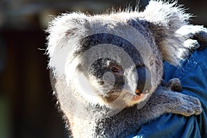 Koala in Australia