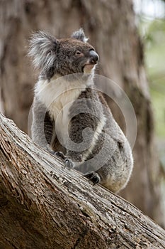 Koala Australia