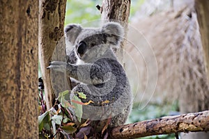 koala in guangzhou wildlife zoo