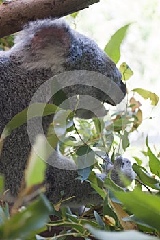 Koala at australia zoo