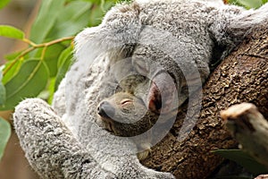 Koala with Baby