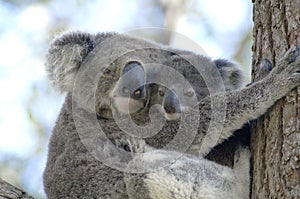 Koala with baby Anna bay, New South Wales