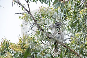 Koala with baby photo