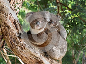 Koala baby on mother`s back photo