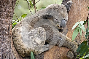 Koala Bea, Sydney, Australia.