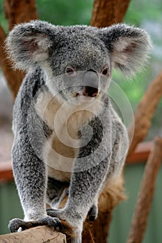 Koala Bear #1