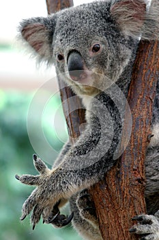 Koala Bear #2