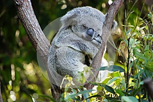 Koala Bear photo