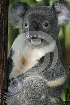 Koala Bear #3