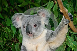 Koala Bear