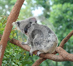 Koala Bear photo