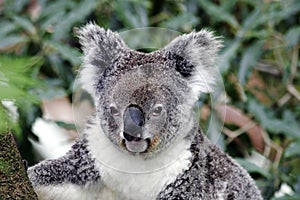 Koala Bear photo