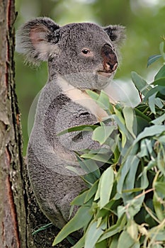 Koala Bear