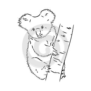 Koala bear animal on tree sketch engraving vector illustration. Scratch board style imitation. Black and white hand