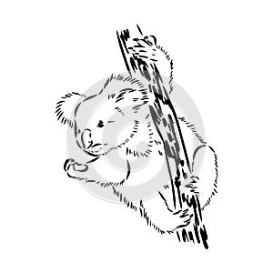 Koala bear animal on tree sketch engraving vector illustration. Scratch board style imitation. Black and white hand photo