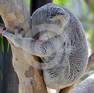 The koala bear is an arboreal herbivorous marsupial