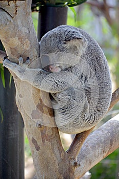 The koala bear is an arboreal herbivorous marsupial native to Australia