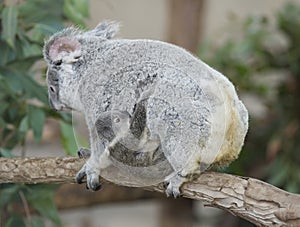 Koala bear Australian adult female with baby photo