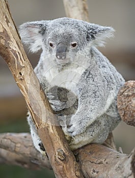 Koala bear Australian adult female with baby joey