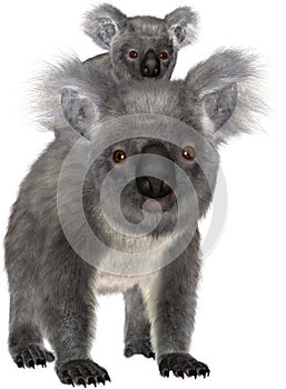 Koala Bear, Baby Joey, Isolated