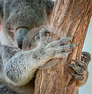 Koala Bear Claw