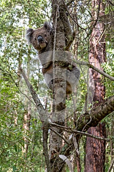 Koala bear climbing a tree in forest.