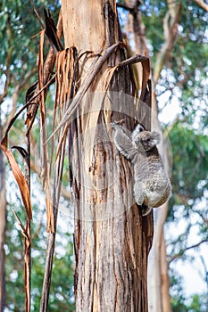 Koala bear climbing up the tree in Australia