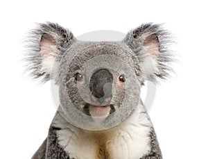 Koala bear close-up againts white background photo