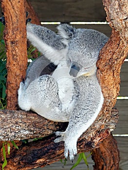 Koala bear. Cute animal symbol of Australia. Detailed view.