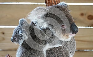 Koala bear. Cute animal symbol of Australia. Detailed view.