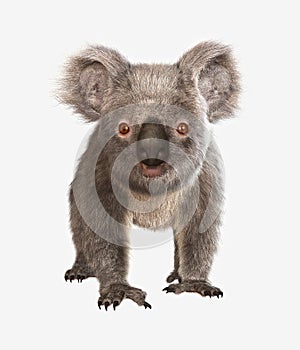 Koala bear photo