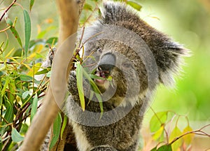 Koala bear eating leaves in melbourne