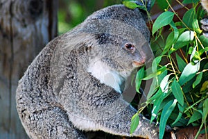 Koala Bear in a Eucalyptus tree